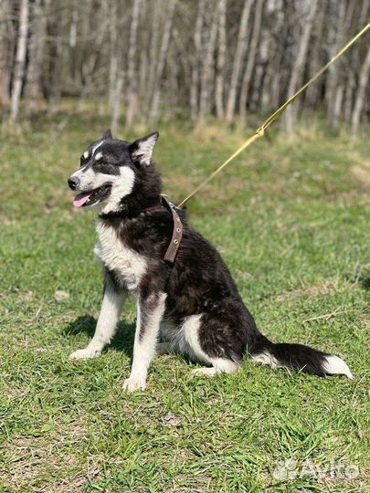 Метис Хаски