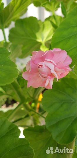 Герань пеларгония королевская