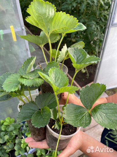 Рассада клубники