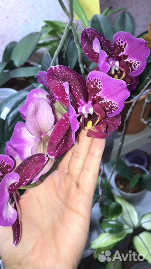 Орхидея бабочка