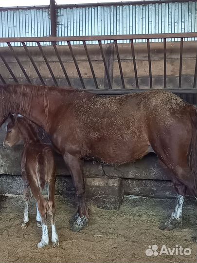 Лошадь с жеребенком