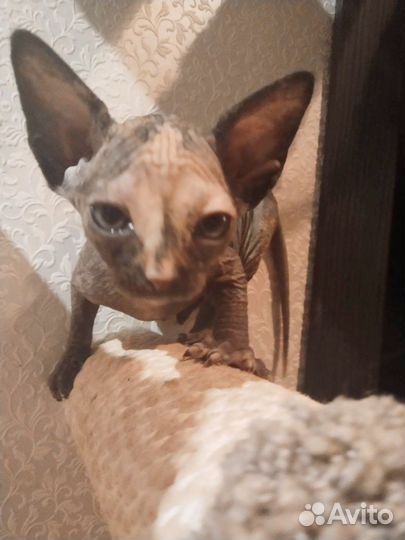 Канадский Сфинкс котенок