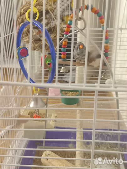 Птица зебровая амодина 3 шт+клетка