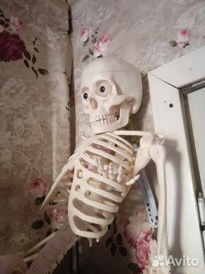 Модель скелета человека