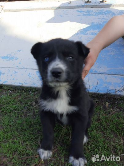 Отдам щенков