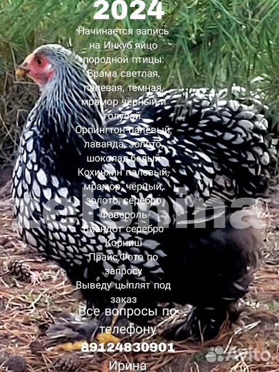 Инкубационное яйцо кур