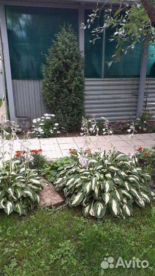 Хосты и примулы