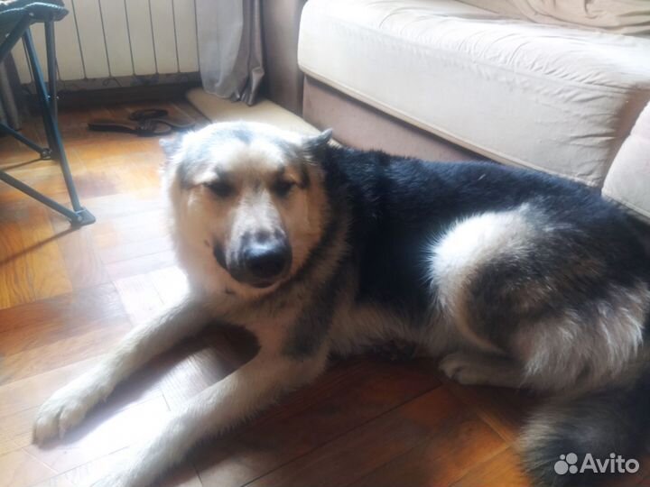 Собака в добрые руки