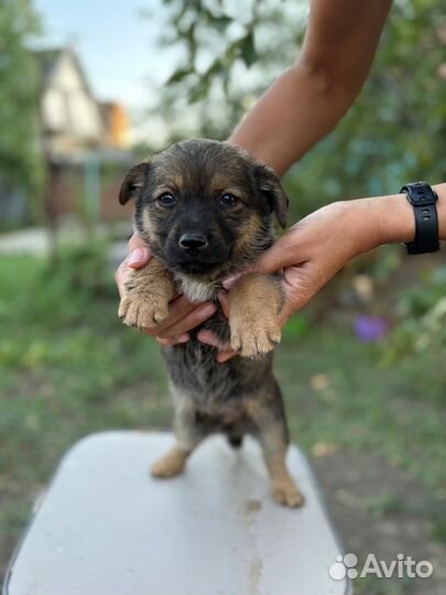 Собака в добрые руки отдам бесплатно