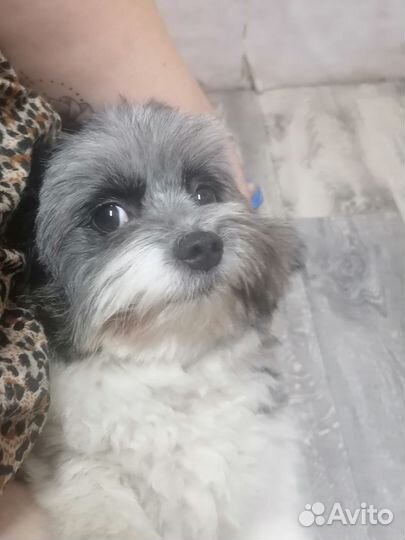 Продаю собаку