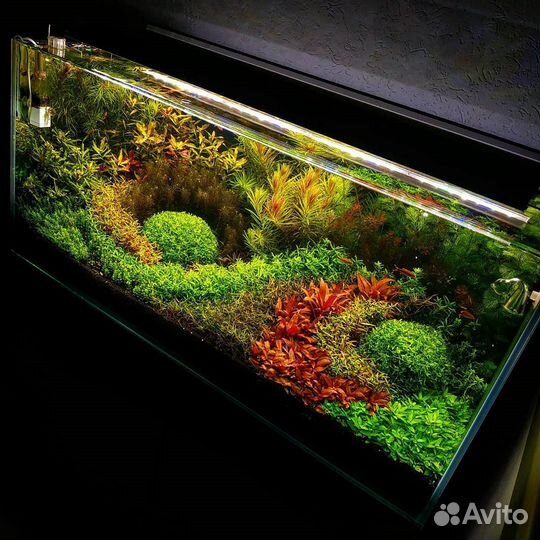 Оформление аквариума с растениями