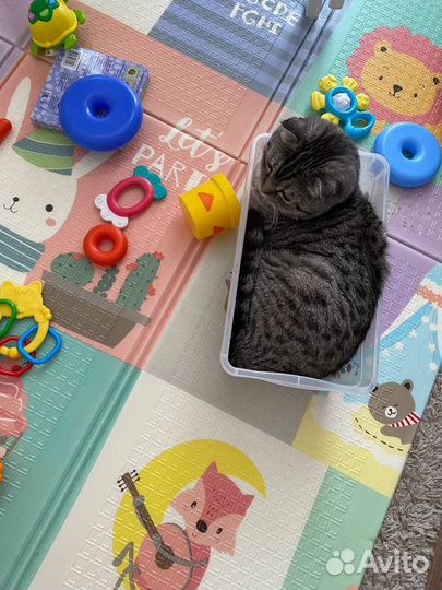 Вислоухий любвиобильный Кот в добрые руки