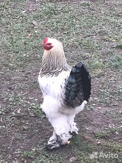 Петухи Брама