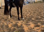 Обучение верховой езде/ аренда лошади