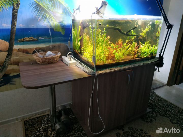 Аквариумные растения