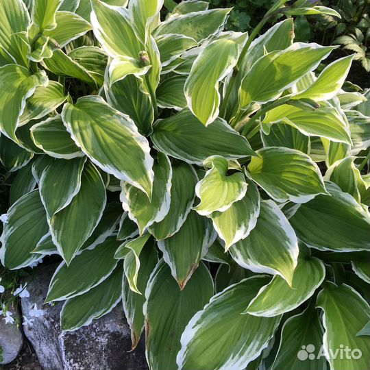 Растения для сада