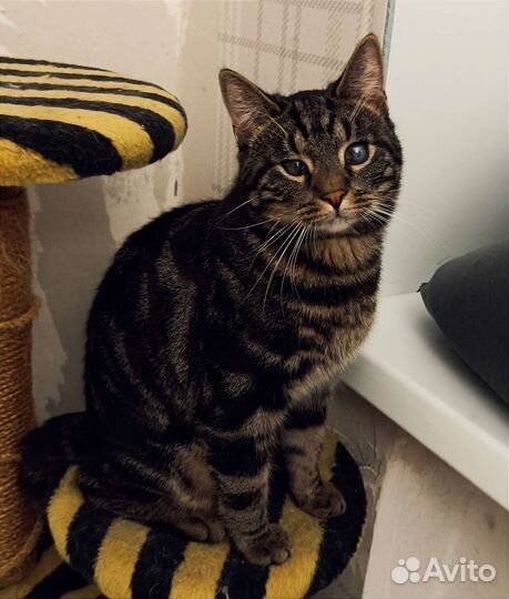 Оскар. Котёнок - подросток в добрые руки