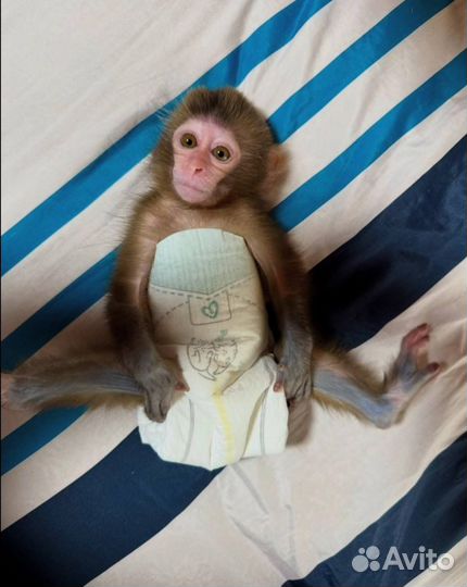 Африканская обезьяна