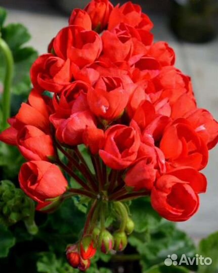 Тюльпановидной пеларгонии укорен.черен