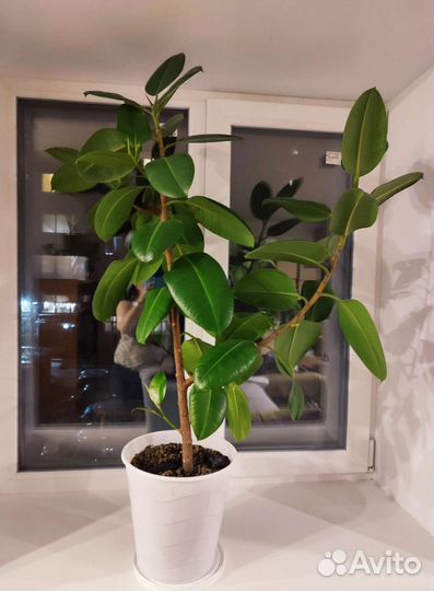 Фикус каучуконосный Робуста 130см
