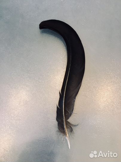 Перья тетерева