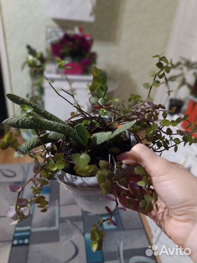 Комнатные цветы