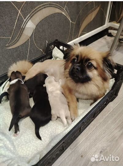 Щенки пикинеса