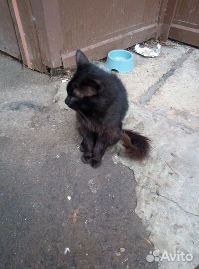 Котик в добрые руки