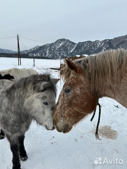 Продам Табун Лошадей (пони,мерины,жеребцы )