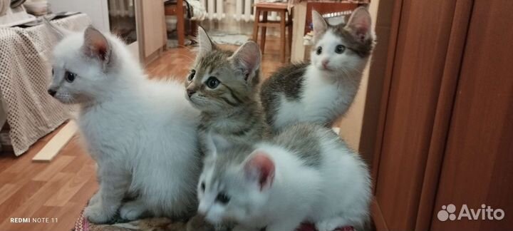 Котята в добрые руки