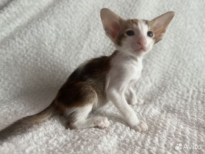 Ориентальные котята