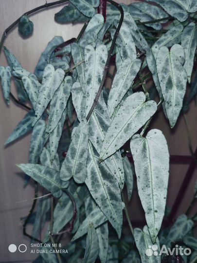 Циссусы 7 сортов