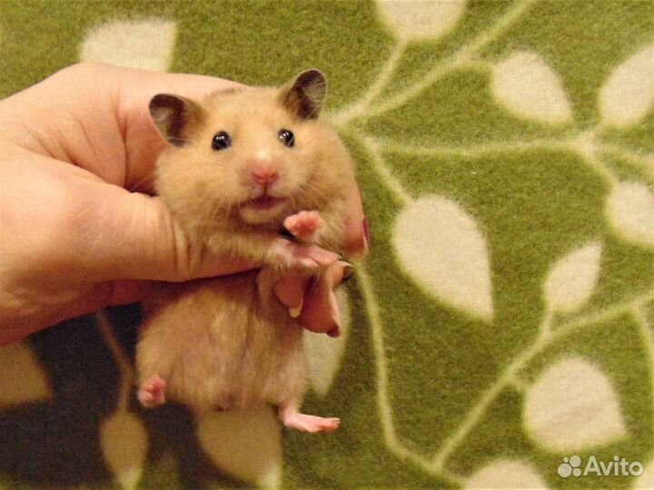 Гладкошёрстные и пушистые хомяки - клетки, корм