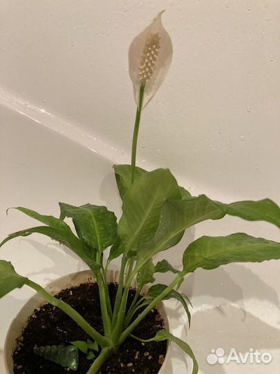 Спатифиллум