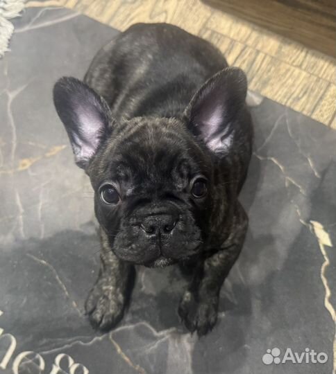 Французский бульдог