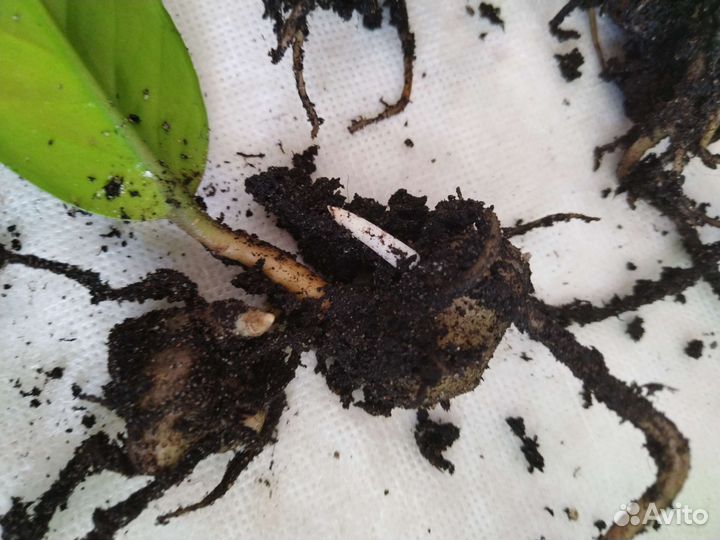 Доллоровое дерево замиокулькас