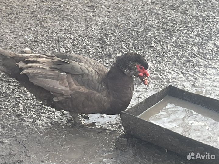 Индоутки крупные