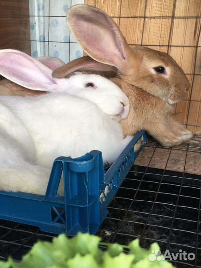 Кролики мясных пород