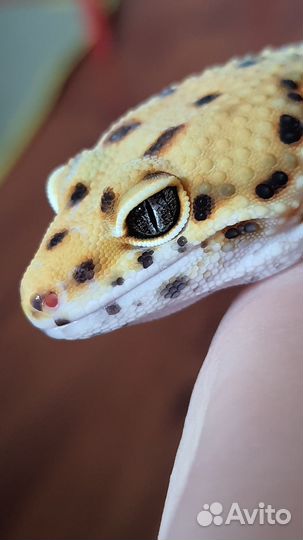 Эублефар самец 9 месяцев