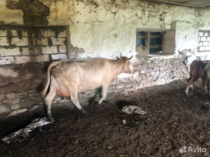 Корова с теленком