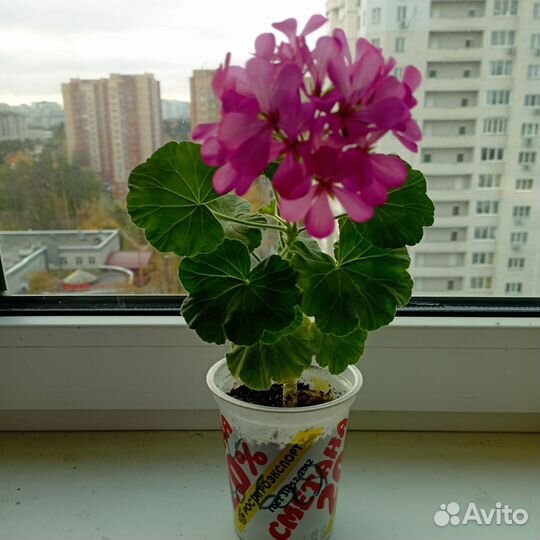 Пеларгония