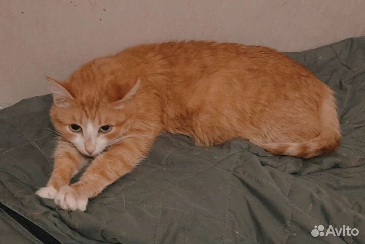 Кошечка Катя