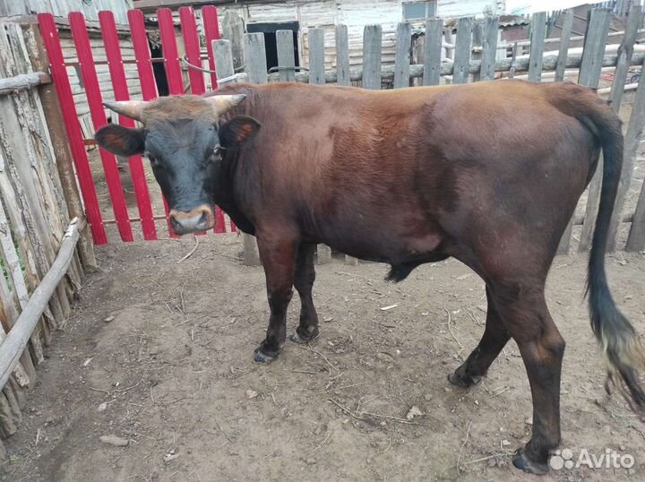 Бык и корова