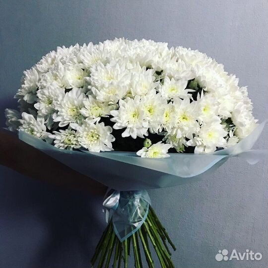 Хризантема кустовая