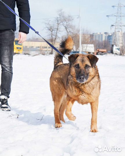 Собака из приюта в добрые руки