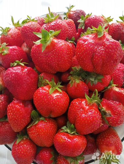 Рассада клубники