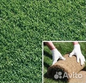 Продажа Рулонного газона