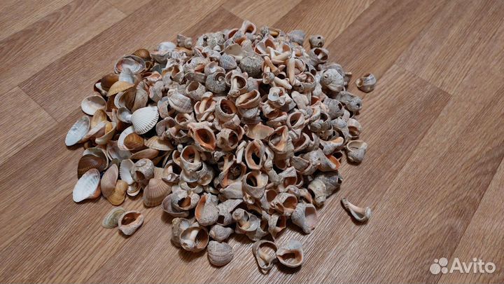 Морские ракушки пакетом