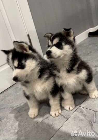 Щенки Хаски