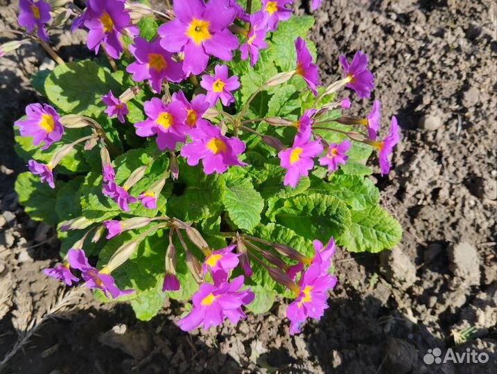 Хосты,гейхеры,гортензия